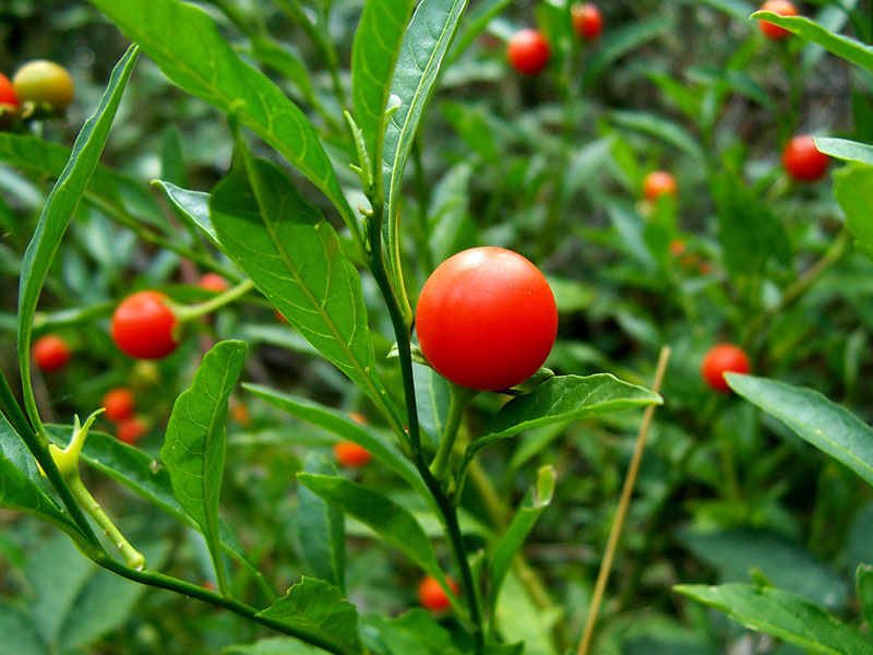Jerusalem Cherry